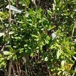Morella pensylvanica Plante entière
