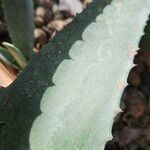 Agave salmiana 葉