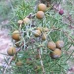 Juniperus oxycedrusFruit