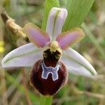 Ophrys arachnitiformis മറ്റ്