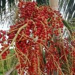 Adonidia merrillii Fruit