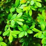 Buxus sinica Hoja