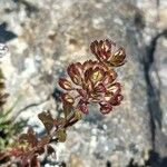 Iberis procumbens Frutto