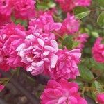 Rosa gallica Квітка