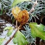 Hibiscus syriacus Фрукт