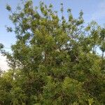 Fraxinus angustifolia Агульны выгляд