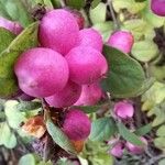 Symphoricarpos orbiculatus ফল