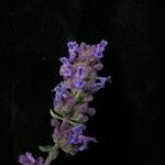 Nepeta ciliaris Habitus