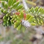 Abies koreana برگ