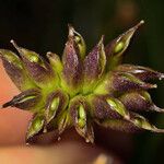 Caltha leptosepala Blomma