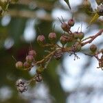 Agarista salicifolia Fruto