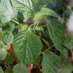 Acalypha aristata Hoja