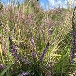 Calluna vulgarisFlower