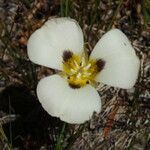 Calochortus leichtlinii Flower