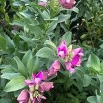 Polygala myrtifolia Blomma