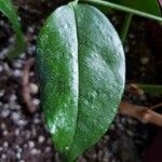 Trachelospermum jasminoides Blad