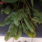 Distemonanthus benthamianus Folha