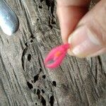 Begonia fuchsioidesFlower