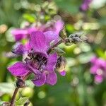 Angelonia angustifolia花