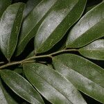 Guatteria dolichopoda Leaf