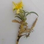 Podospermum laciniatum Floare