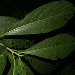 Cestrum schlechtendalii 葉