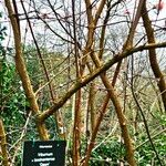Viburnum × bodnantense خشب
