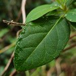 Lonicera periclymenum Blad