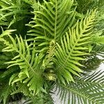 Blechnum brasiliense Листок