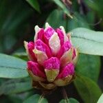 Rhododendron pachytrichum Λουλούδι