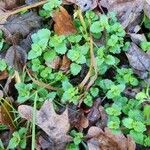 Veronica agrestis Leaf