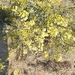 Acacia victoriae Květ