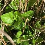 Veronica bellidioides Likasa