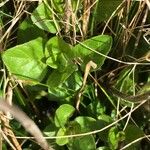 Veronica bellidioides Blad