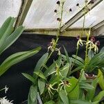 Prosthechea cochleata 整株植物