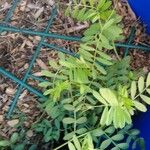 Vicia parviflora Leaf