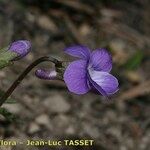 Viola pinnata Flower