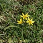 Gagea reverchonii Habit