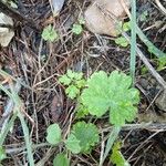 Bowlesia incana Leaf