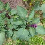 Datura metel Flower