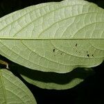 Piper glabrescens Leaf