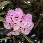 Rhododendron pudorosum Flor