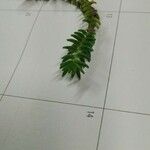 Sedum sexangulare Leaf