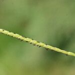 Paspalum vaginatum फूल