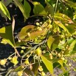 Euonymus grandiflorus Fruit