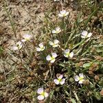 Baldellia ranunculoides Habitat