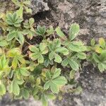 Potentilla caulescensFolha