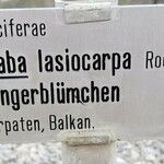 Draba lasiocarpa Otro