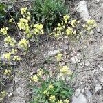 Biscutella brevicaulis Flower