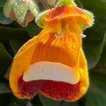 Calceolaria uniflora Blüte